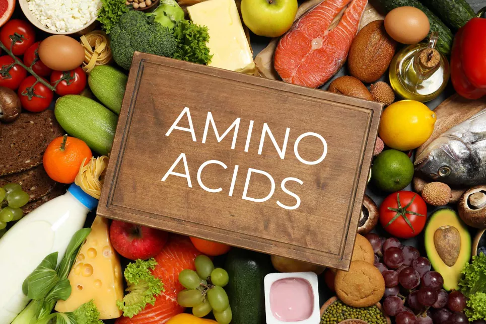 Amino acids help preserve lean muscle mass