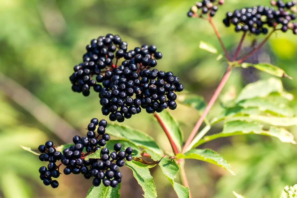 elderberry and gut health
